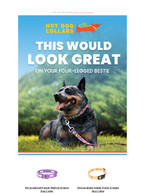 Hot Dog Collars - Stylish Picks for the Best-Dressed Dogs
