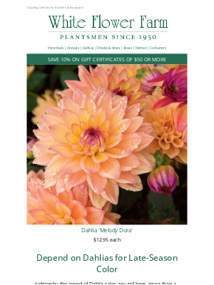 White Flower Farm - Dahlias Are Disappearing Fast! Be Quick & Reserve for Spring