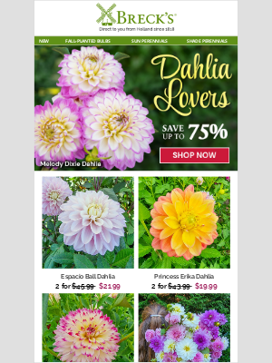 Transform your garden into a dahlia diorama