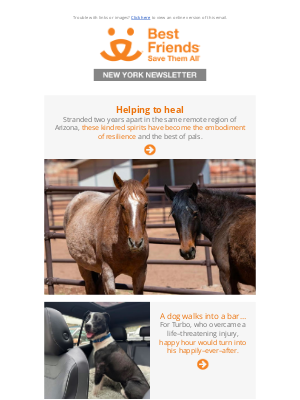 Best Friends Animal Society - Healing horses, Bunny House besties, Texas flood survivors + more