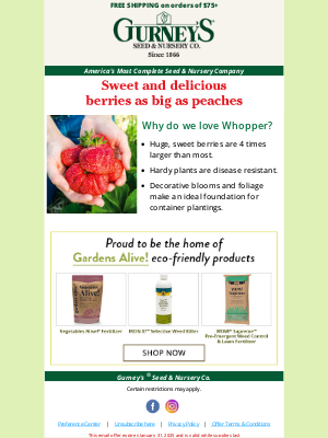 Gurney’s Seed and Nursery Co. - Get FREE shipping on our BIGGEST strawberry!