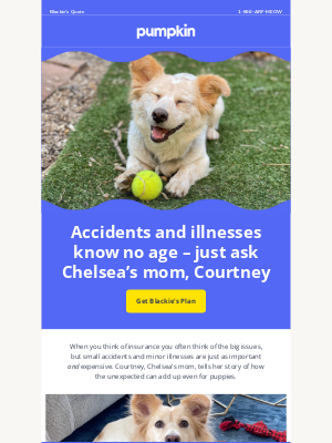 Pumpkin Petcare - Do pets of all ages need insurance?