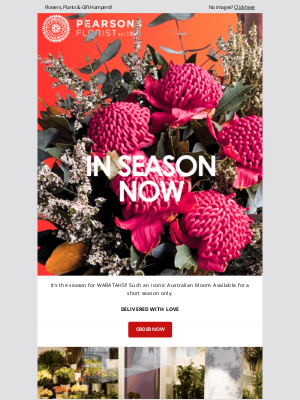 Pearsons Florist (Australia) - Wonderful Waratahs & 20 years in Westfield Bondi Junction!