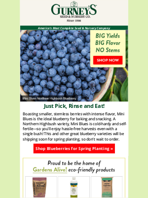 Gurney’s Seed and Nursery Co. - What makes this blueberry so special?