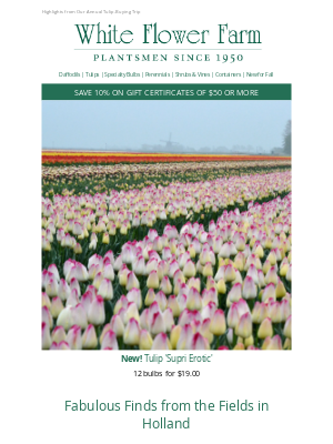White Flower Farm - Enjoy a Virtual Visit to Bulb Fields in Holland