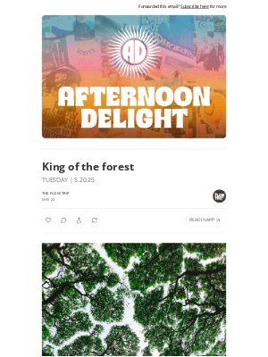 Whalebone - King of the forest ☀️