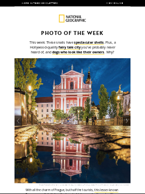 Disney World Resorts - Did you miss these photos? Dogs who resemble their owners; stunning snails; a city with all the charm of Prague, but half the crowds