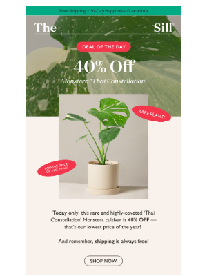 The Sill - ⏳40% Off The Highly-Coveted ‘Thai Constellation’ Monstera