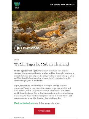 Wildlife Conservation Society - [Video] Tiger hot tub