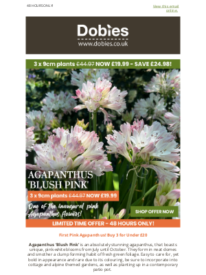 Dobies (United Kingdom) - First Pink Agapanthus! Buy 3 for Under £20