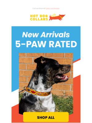 Hot Dog Collars - The Picks Are In! Our Team Voted For Their Faves