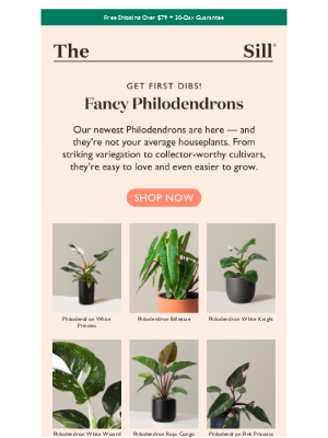 The Sill - New Philodendrons Just Dropped 💫