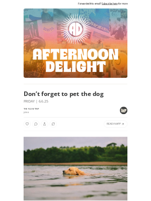Whalebone - Don’t forget to pet the dog ☀️
