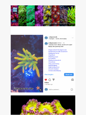 Uniquecorals - Straight from the Farm - More Aquacultured Corals Just Dropped! - UniqueCorals