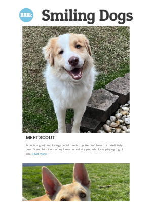 BarkGoods - Smiling Dogs: Meet Scout and Gunner