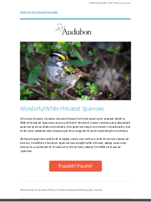 National Audubon Society - Can you name the sparrow with a bright white throat?