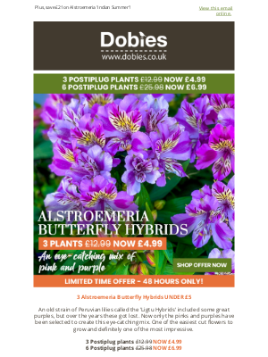 Dobies (United Kingdom) - 3 Alstroemeria Butterfly Hybrids UNDER £5 - 48 HOURS ONLY!