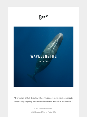 Parley - What if we could understand what sperm whales are saying?