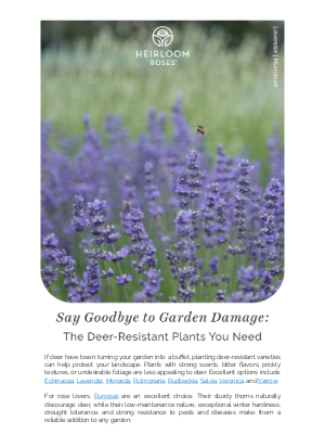 Heirloom Roses Inc. - Deer Don’t Stand a Chance Against These Garden Favorites