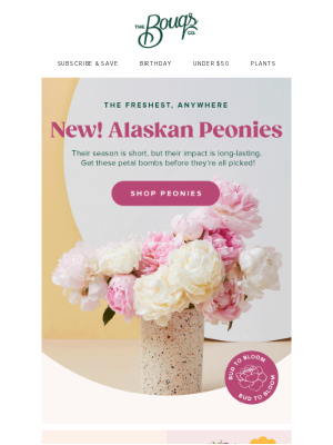 The Bouqs Company - Now in Season: Alaskan Peonies