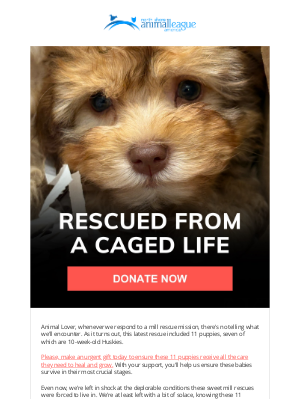 Animal League - Puppy rescues need your help