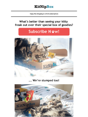 KitNipBox - Here's a Trick Question For Cat People 😸