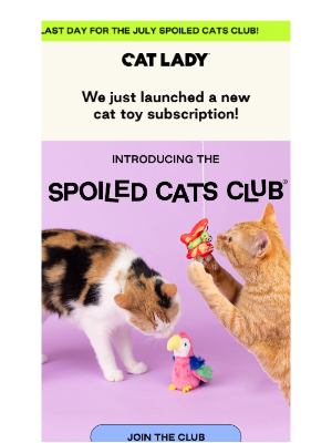 CatLadyBox - 🎉 We Started a Cat Toy Subscription!