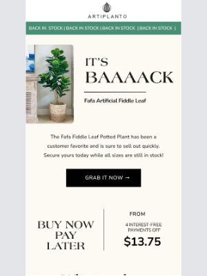 artiplanto - It’s Back! The Fafa Plant You’ve Been Waiting For 🌿