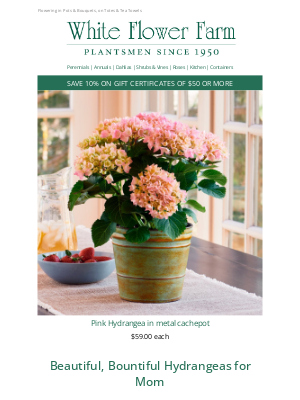 White Flower Farm - Hydrangeas to Make Mom Happy