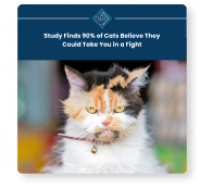 A satirical social post about cats with a grumpy looking tabby staring at the camera.
