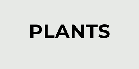 Order plants from Pearsons Florist