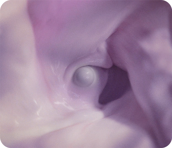 The light purple swirl of lavender cream cold foam in a blender.