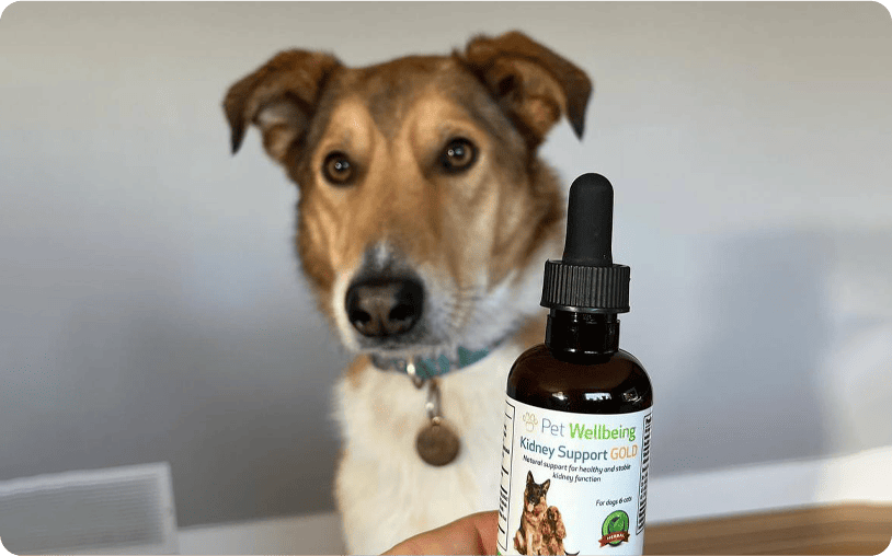A dog sits in the background, looking forward. A hand holds a bottle of 