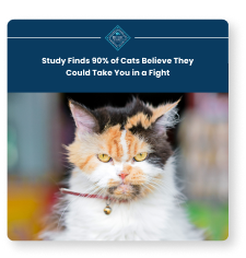 A satirical social post about cats with a grumpy looking tabby staring at the camera.