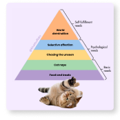 A social post about a cat's priorities in the form of a pyramid