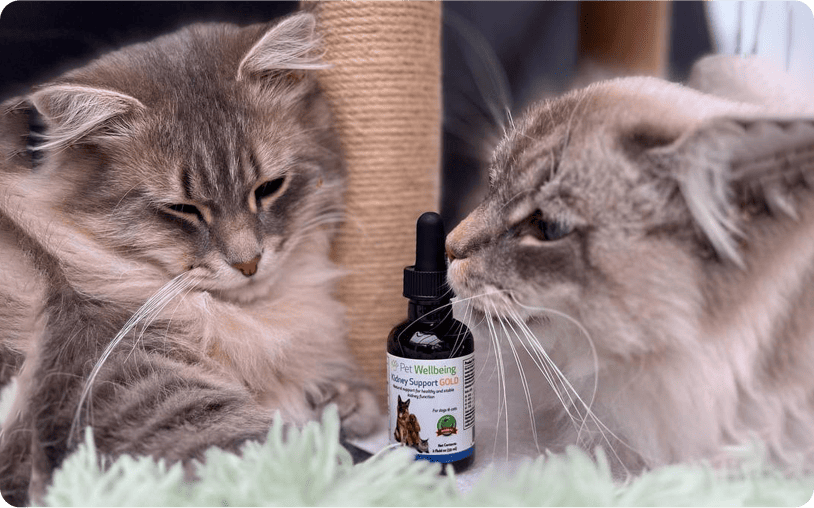 Two fluffy cats sit close to each other. One cat sniffs a bottle labeled Pet Wellbeing Kidney Support Gold placed between them.