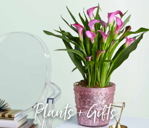 Plants + Gifts